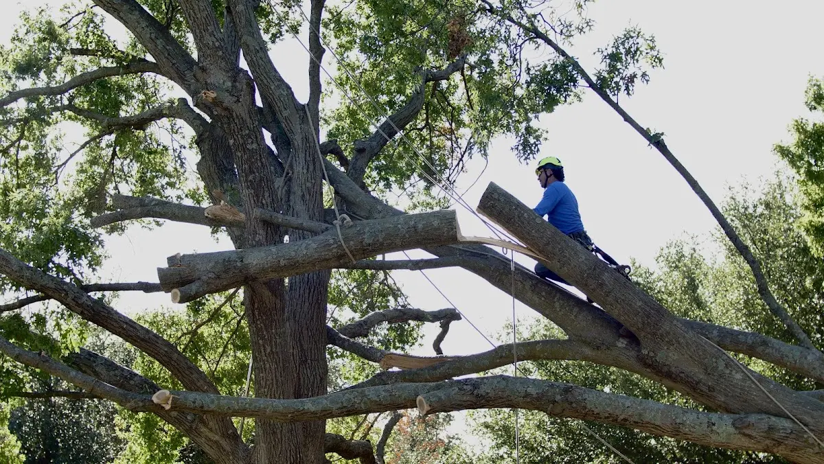 Professional Crown Thinning performed by certified arborists in Plantation