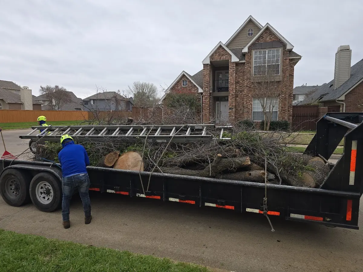 Expert Tree Pest Control with proper safety equipment in Plantation